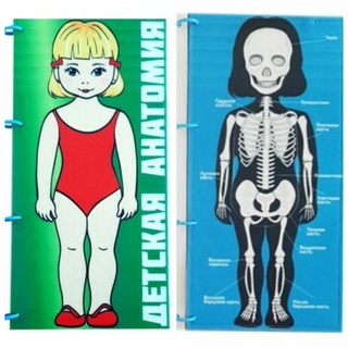 Папка мягкая "Анатомия"