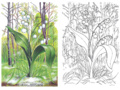 Раскраска Луговые цветы