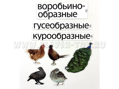 Набор магнитных карточек Кто кому родственник (к плакату Птицы, тема 6)